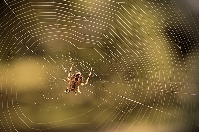 pavouk ve své síti